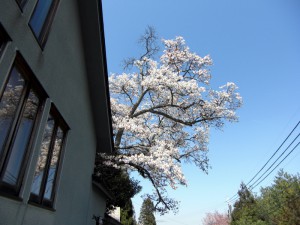 4.15保護桜