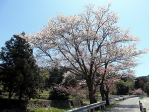 4.15ベルグ山桜